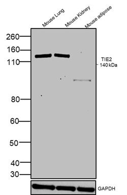 Invitrogen TIE2 (TEK) Polyclonal Antibody 100 &mu;g; Unconjugated:Antibodies,