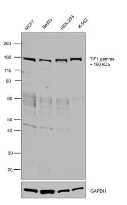 Invitrogen TIF1 gamma Polyclonal Antibody 100 &mu;g; Unconjugated:Antibodies,