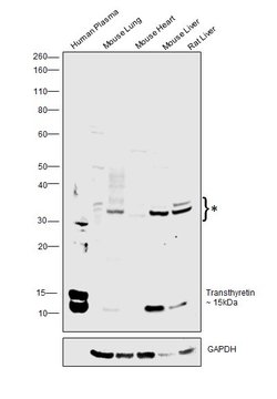 Invitrogen Transthyretin Polyclonal Antibody 100 &mu;g; Unconjugated:Antibodies,