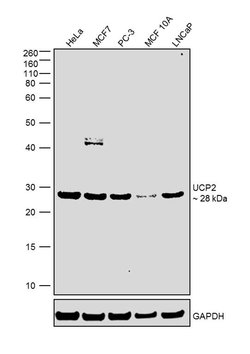 Invitrogen UCP2 Polyclonal Antibody 100 &mu;g; Unconjugated:Antibodies,
