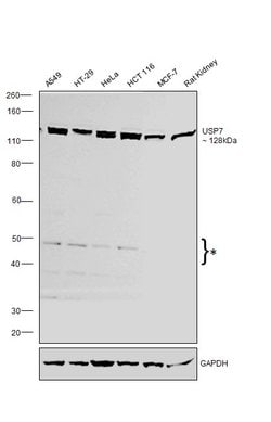 Invitrogen USP7 Polyclonal Antibody 100 &mu;g; Unconjugated:Antibodies,