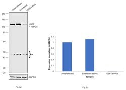 Invitrogen USP7 Polyclonal Antibody 100 &mu;g; Unconjugated:Antibodies,
