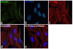 Invitrogen Vinculin Polyclonal Antibody 100 &mu;g; Unconjugated:Antibodies,
