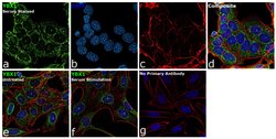 Invitrogen YBX1 Polyclonal Antibody 100 &mu;g; Unconjugated:Antibodies,