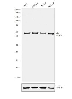 Invitrogen YBX1 Polyclonal Antibody 100 &mu;g; Unconjugated:Antibodies,