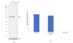 Invitrogen YBX1 Polyclonal Antibody 100 &mu;g; Unconjugated:Antibodies,