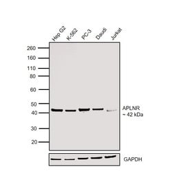 Invitrogen Apelin Receptor Polyclonal Antibody 100 &mu;L; Unconjugated:Antibodies,