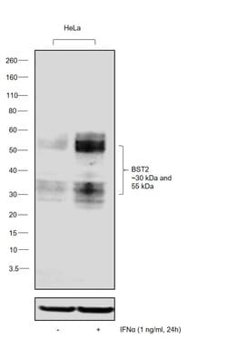 Invitrogen BST-2 Polyclonal Antibody 100 &mu;L; Unconjugated:Antibodies,