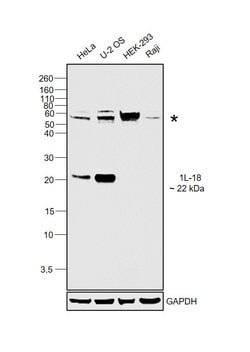 Invitrogen IL-18 Polyclonal Antibody 100 &mu;L; Unconjugated:Antibodies,