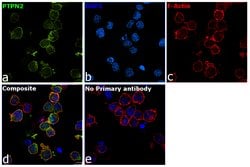Invitrogen PTPN2 Polyclonal Antibody 100 &mu;L; Unconjugated:Antibodies,