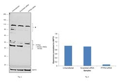 Invitrogen PTPN2 Polyclonal Antibody 100 &mu;L; Unconjugated:Antibodies,