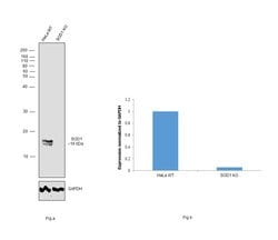 SOD1 Polyclonal Antibody, Invitrogen 100 &mu;L; Unconjugated:Antibodies,