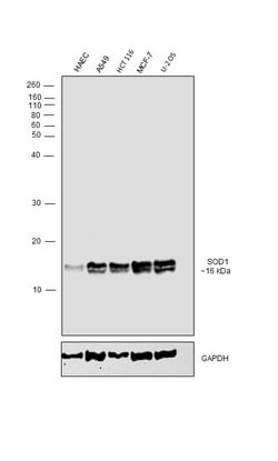 SOD1 Polyclonal Antibody, Invitrogen 100 &mu;L; Unconjugated:Antibodies,
