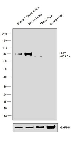 Invitrogen LRP1 Polyclonal Antibody 100 &mu;L; Unconjugated:Antibodies,