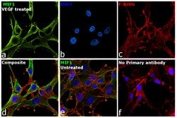 Invitrogen MIF Polyclonal Antibody 100 &mu;L; Unconjugated:Antibodies,