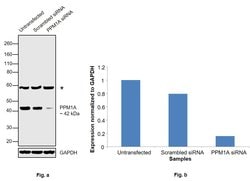 Invitrogen PPM1A Polyclonal Antibody 100 &mu;L; Unconjugated:Antibodies,