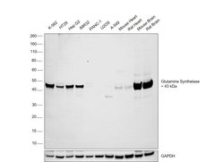 Glutamine Synthetase Polyclonal Antibody:Antibodies, Polyclonal