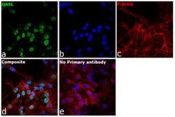 Invitrogen OASL Polyclonal Antibody 100 &mu;L; Unconjugated:Antibodies,