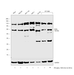Invitrogen OASL Polyclonal Antibody 100 &mu;L; Unconjugated:Antibodies,
