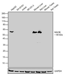 Invitrogen Monoamine Oxidase B Polyclonal Antibody 100 &mu;L; Unconjugated:Antibodies,