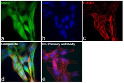 MST2 Polyclonal Antibody:Antibodies, Polyclonal