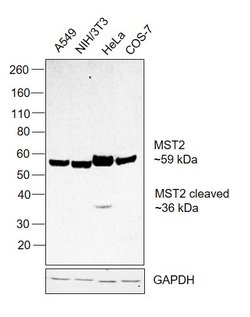 MST2 Polyclonal Antibody:Antibodies, Polyclonal