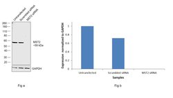 MST2 Polyclonal Antibody:Antibodies, Polyclonal