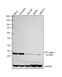Invitrogen HP1 alpha Polyclonal Antibody 100 &mu;L; Unconjugated:Antibodies,