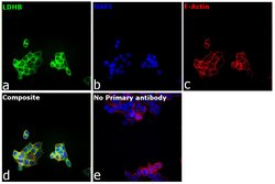 Invitrogen LDHB Polyclonal Antibody 100 &mu;L; Unconjugated:Antibodies,