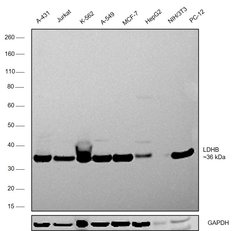 Invitrogen LDHB Polyclonal Antibody 100 &mu;L; Unconjugated:Antibodies,