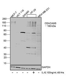 Invitrogen CEA Polyclonal Antibody 100 &mu;L | Buy Online | Invitrogen&trade; | Fisher Scientific