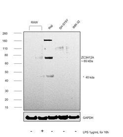Invitrogen ZC3H12A Polyclonal Antibody 100 &mu;L; Unconjugated:Antibodies,