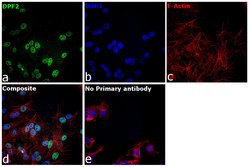 Invitrogen DPF2 Polyclonal Antibody 100 &mu;L; Unconjugated:Antibodies,