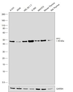 Invitrogen DPF2 Polyclonal Antibody 100 &mu;L; Unconjugated:Antibodies,