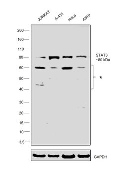 Invitrogen STAT3 Polyclonal Antibody 100 &mu;L; Unconjugated:Antibodies,
