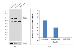 Invitrogen STAT3 Polyclonal Antibody 100 &mu;L; Unconjugated:Antibodies,