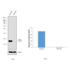 Invitrogen SOD1 Polyclonal Antibody 100 &mu;L; Unconjugated:Antibodies,