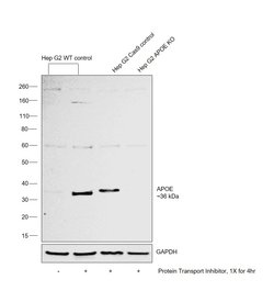 Invitrogen APOE Polyclonal Antibody 100 &mu;L; Unconjugated:Antibodies,