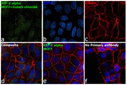 Invitrogen HIF-2 alpha Polyclonal Antibody 100 &mu;L | Buy Online | Invitrogen&trade; | Fisher Scientific