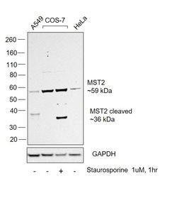Invitrogen MST2 Polyclonal Antibody 100 &mu;L; Unconjugated:Anticorps,