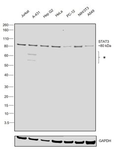 Invitrogen STAT3 Polyclonal Antibody 100 &mu;L | Buy Online | Invitrogen&trade; | Fisher Scientific