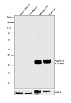 Invitrogen Arginase 1 Polyclonal Antibody 100 &mu;L; Unconjugated:Antibodies,