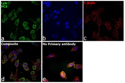 Invitrogen Lyn Polyclonal Antibody 100 &mu;L; Unconjugated:Antibodies,