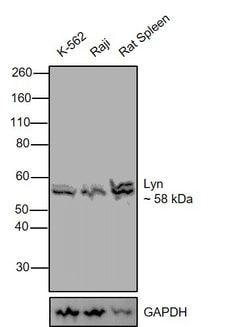 Invitrogen Lyn Polyclonal Antibody 100 &mu;L; Unconjugated:Antibodies,