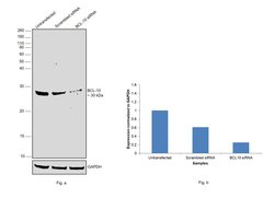 Bcl-10 Polyclonal Antibody, Invitrogen 100 &mu;L; Unconjugated:Antibodies,