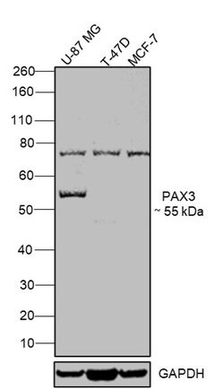 Invitrogen PAX3 Polyclonal Antibody 100 &mu;L; Unconjugated:Antibodies,