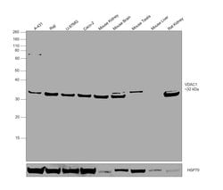 Invitrogen VDAC Polyclonal Antibody 100 &mu;L; Unconjugated:Antibodies,