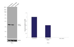 Invitrogen VDAC Polyclonal Antibody 100 &mu;L; Unconjugated:Antibodies,
