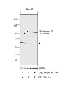 Invitrogen Complement C3 Polyclonal Antibody 50 &mu;g; Unconjugated:Antibodies