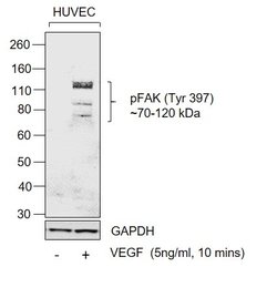 Invitrogen Phospho-FAK (Tyr397) Polyclonal Antibody 100 &mu;L; Unconjugated:Antibodies,